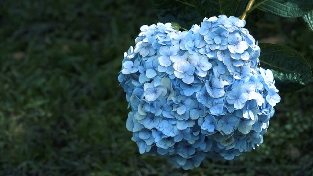 Hydrangeaceae flower. Royalty high quality free stock footage of beautiful hydrangeaceae (Hydrangea) flower in a garden