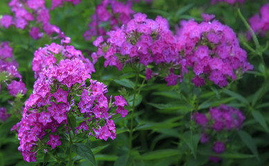 Purple flowers
