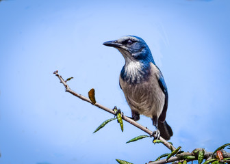 Florida Scrub Jay 01