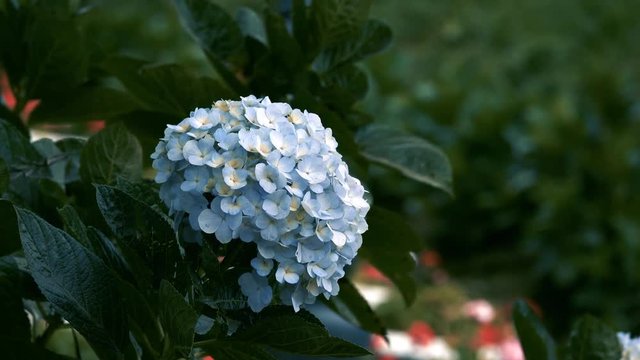 Hydrangeaceae flower. Royalty high quality free stock footage of beautiful hydrangeaceae (Hydrangea) flower in a garden