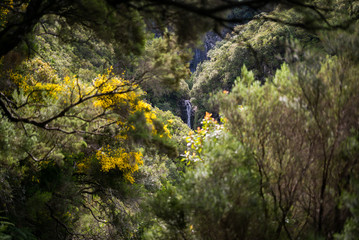 Nature in  Madeira