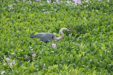 héron dans marais
