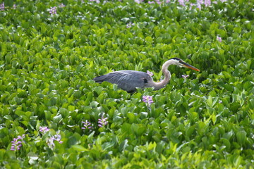 héron dans marais