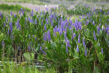 fleurs violettes dans marais