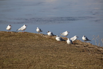 Fototapeta na wymiar Row of black-headed gulls (Chroicocephalus ridibundus) sitting next to the water