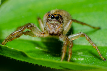  Wonderful and mysterious macro world