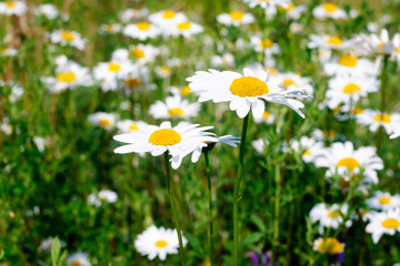 Fototapeta na wymiar Beautiful white daisies in the field.