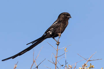 Magpie or Long-tailed Shrike in Krugerpark in South Africa