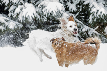 Two dogs playing  in winter
