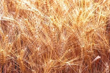 Ears of golden wheat closeup. Wheat field