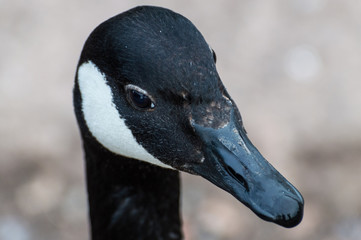 A closeup head shot of a single isolated canada goose in profile.