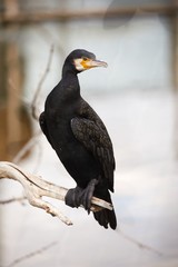 Cormorants on bare tree