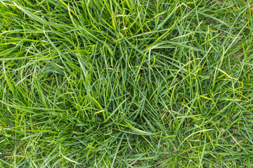 Grass background, Grass texture  for design with space for text or image