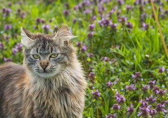 Close up portrait of cat on green background whit flowers