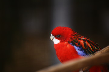 An eastern rosella (Platycercus eximius) looking curious