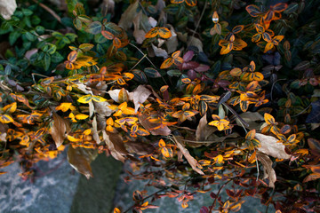Autumn yellow bushes in the park. Bright autumn photography of plants close-up