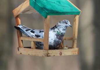 pigeons eat seeds in a winter feeding trough