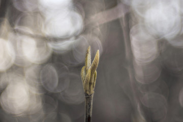 Closed leaf buds on a branch