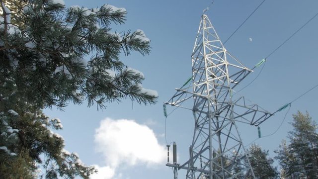 Pine branches covered with a thin layer of snow, electric pole and wires against the blue sky.
