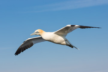 Fototapeta na wymiar Flying northern gannet with spreadout wings near the cliffs of German island Helgoland in the Northsea