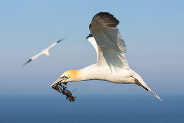 Flying northern gannet with spread out wings collecting kelp to build a nest at the cliffs of German island Helgoland