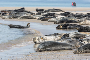 Naklejka premium Foki szare odpoczywają na plaży na niemieckiej wyspie Helgoland z spacerującymi ludźmi w tle