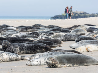 Obraz premium Foki szare odpoczywają na plaży na niemieckiej wyspie Helgoland z spacerującymi ludźmi w tle