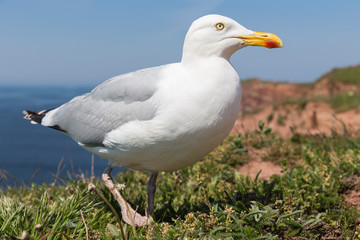 Frog perspective of Herring gull at German island Helgoland in the Northsea