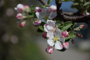 Apfelbaumblüte in Südtirol