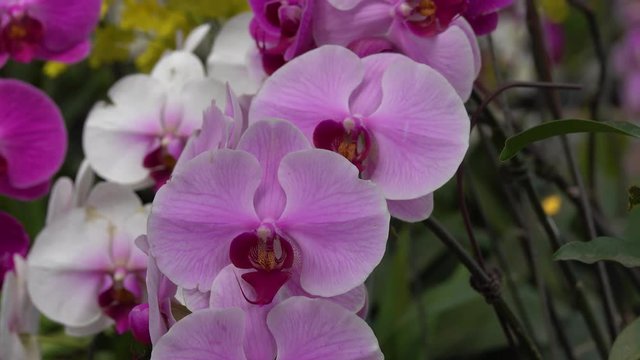 Orchid flower. Royalty high quality free stock image of beautiful pink orchid flower. The Orchidaceae are a diverse and widespread family of flowering plants