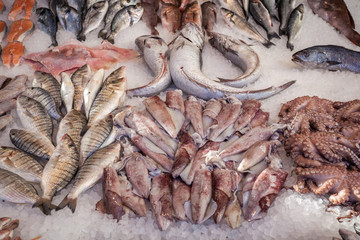 Different fresh Fish on the fishpond bench