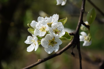 Birnbaumblüte in Südtirol