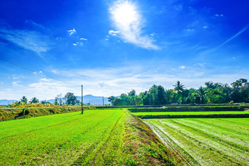 Fototapeta na wymiar landscape of rice field 