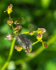 A caterpillar along Clear Creek in Pearland!