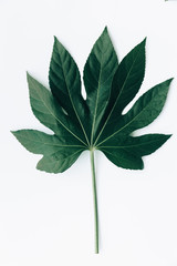 Flat Lay Tropical leaf over white background