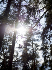 Sunlight shining through the branches