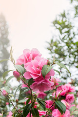 Beautiful Vibrant Pink Camelia Flowers