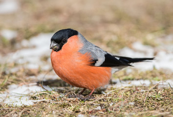bullfinch, Gil, Pyrrhula pyrrhula