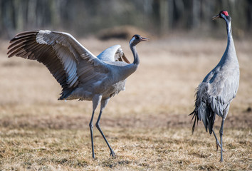 grue, żuraw. grus grus © Slawomir