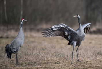 grue, żuraw. grus grus © Slawomir