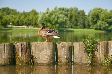 A duck stands on a log