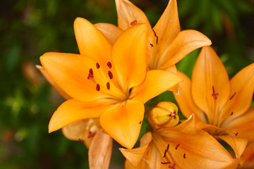 Fototapeta premium Tiger Lily Flower