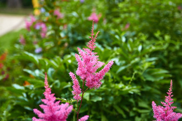 Astilbe