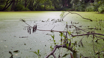 Lake with duckweed in the summer
