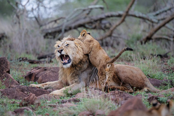 Lion father with a cub in Zimanga Game Reserve in South Africa
