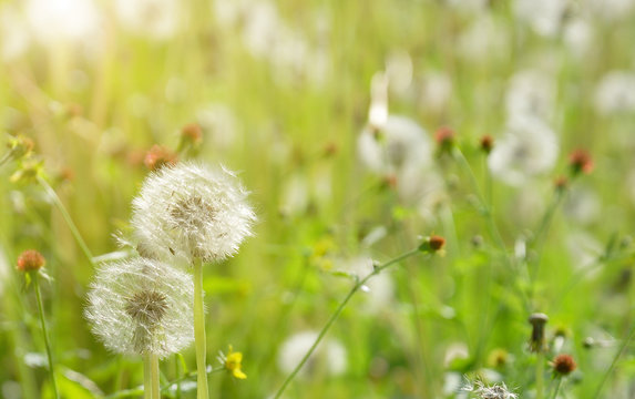 Two white dandelions on a meadow, against the background of grass thickets