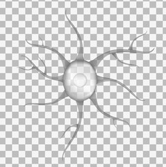 3d gray human neuron isolated on transparent background. Realistic vector illustration. Template