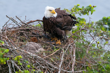 Bald Eagle in the nest, with baby chick sleeping. British Columbia, Canada. © birdiegal