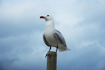m2018 möwe auf pfosten III