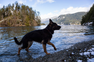 Black dog, German Shepherd, playing in the water during a vibrant sunny day. Taken in Indian Arm, Vancouver, British Columbia, Canada.